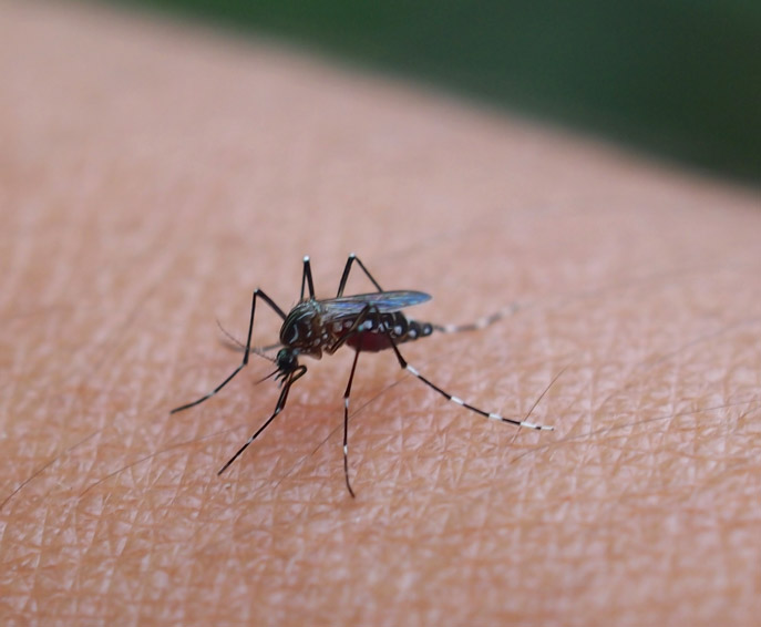 Malaria & Paludisme